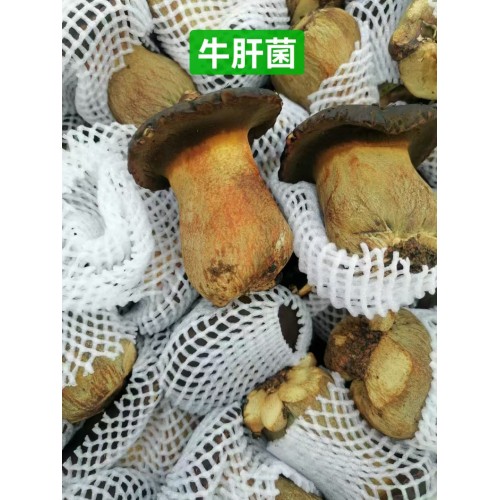 牛肝菌
